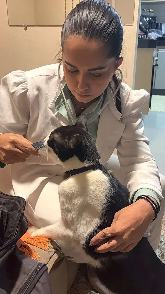 Dra. Nathalia examinando um gato preto e branco